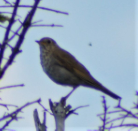 Bicknell's Thrush - ML356768561