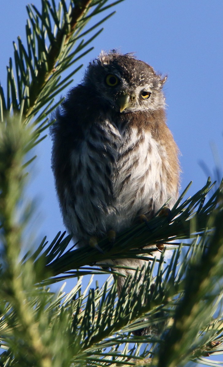 Northern Pygmy-Owl - ML356770971