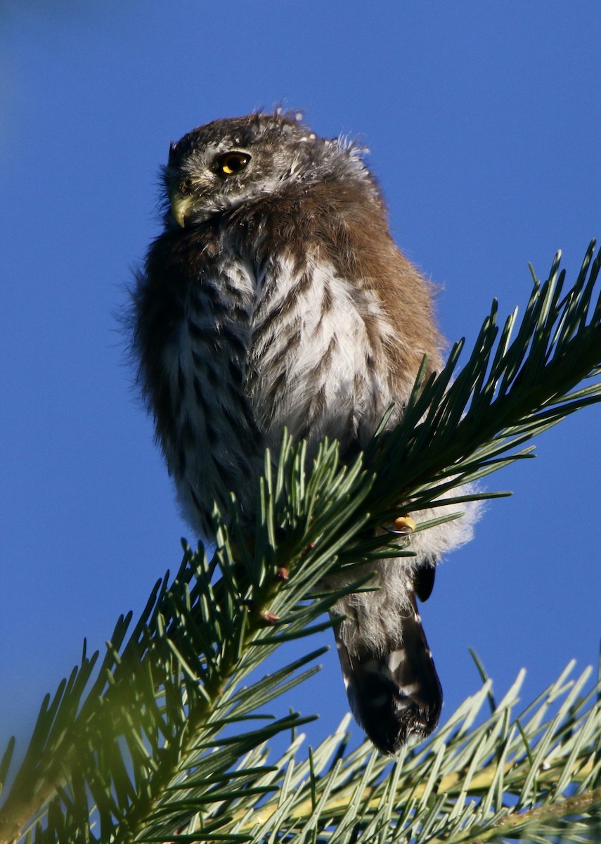 Northern Pygmy-Owl - ML356771031