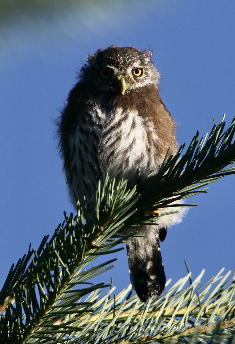 Northern Pygmy-Owl - ML356771071