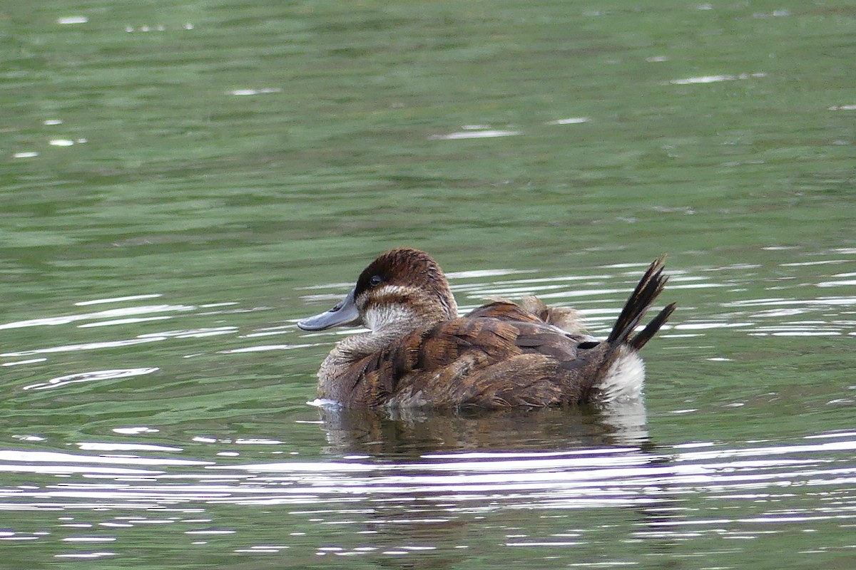 Ruddy Duck - Catherine Lawrence