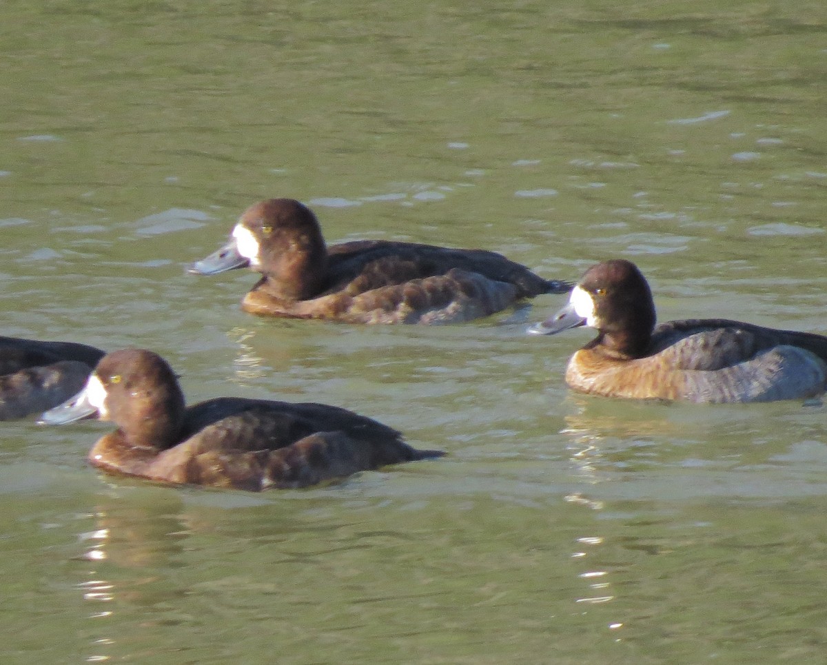 Greater Scaup - Matthew Hunter