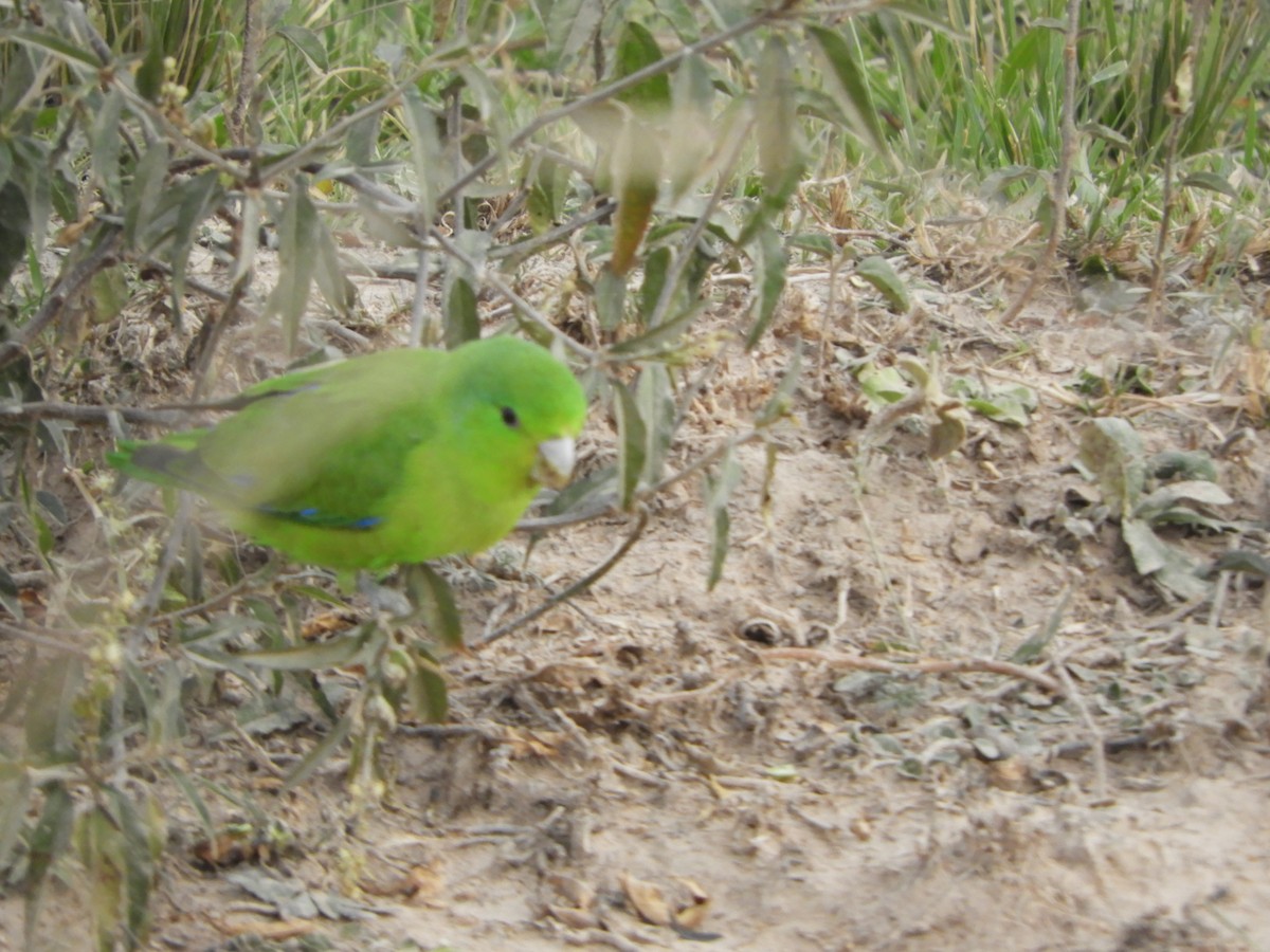 Cobalt-rumped Parrotlet - ML356772131