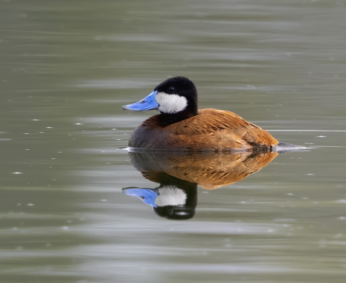 Ruddy Duck - ML356774791