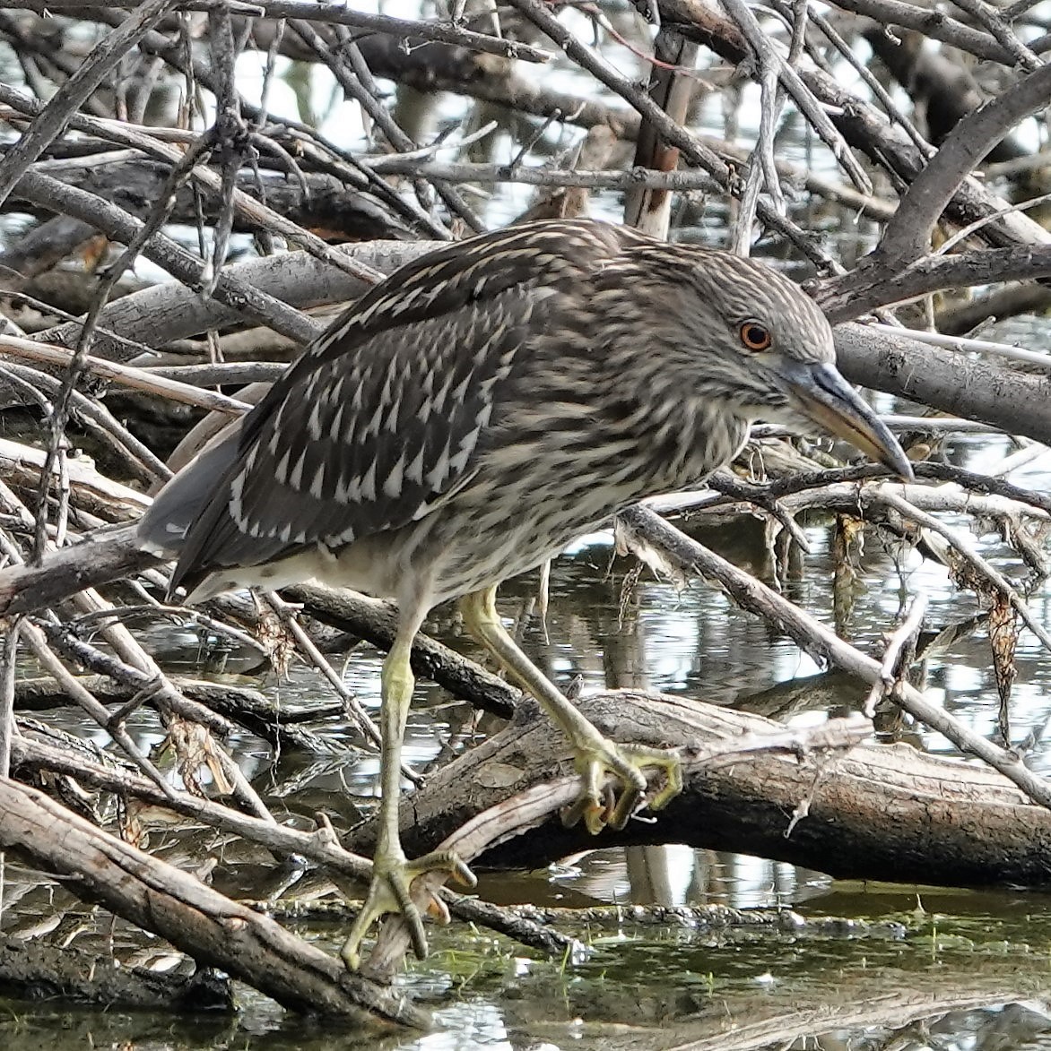 Black-crowned Night Heron - ML356775761