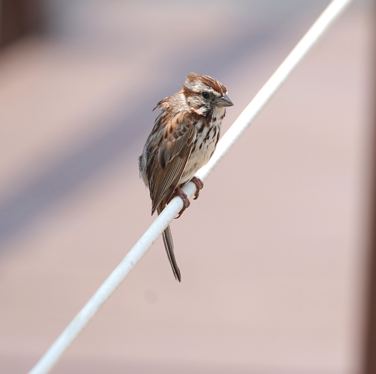 Song Sparrow - Ryan Serio