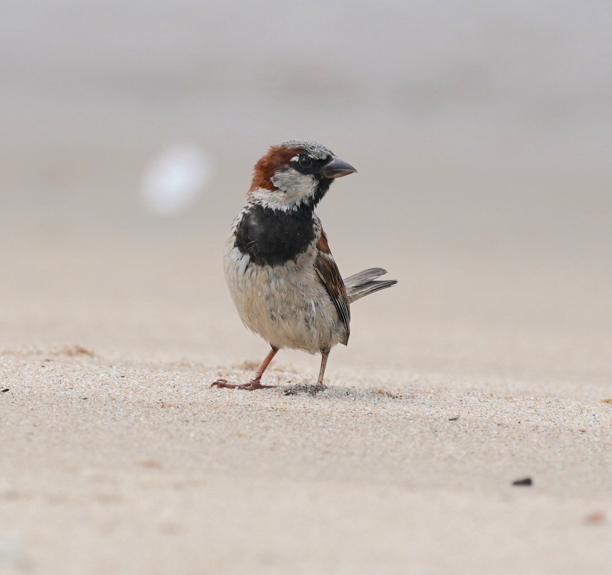 House Sparrow - ML356776261