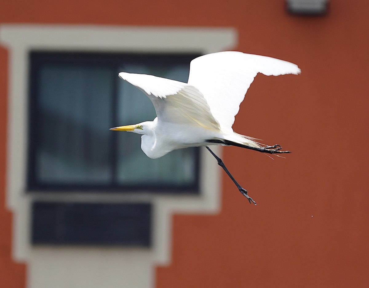 Great Egret - ML356776271