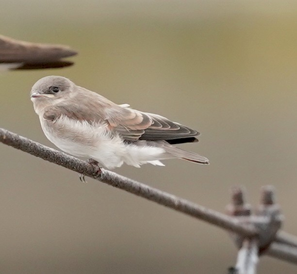 Northern Rough-winged Swallow - Ryan Serio