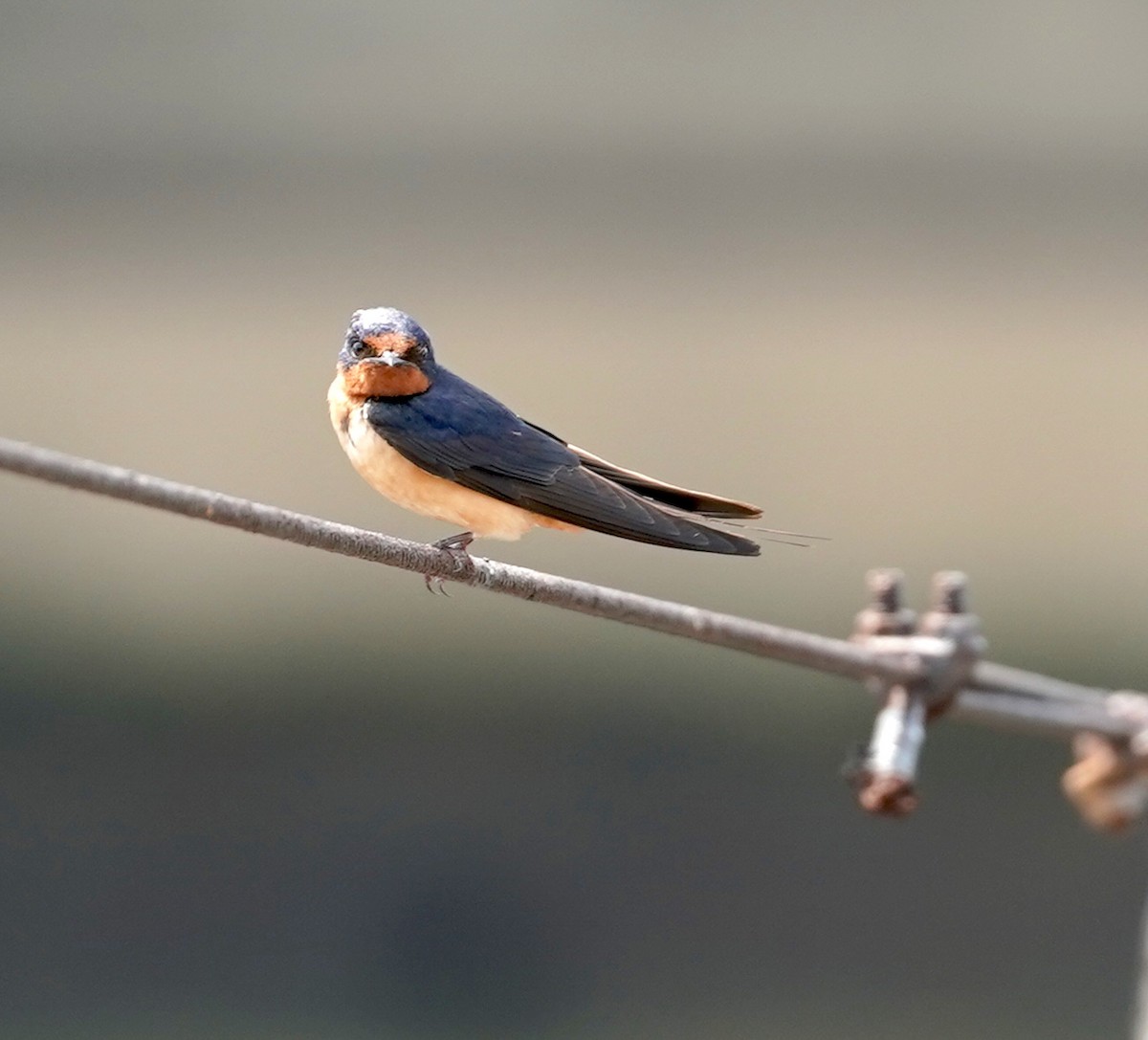 Barn Swallow - Ryan Serio