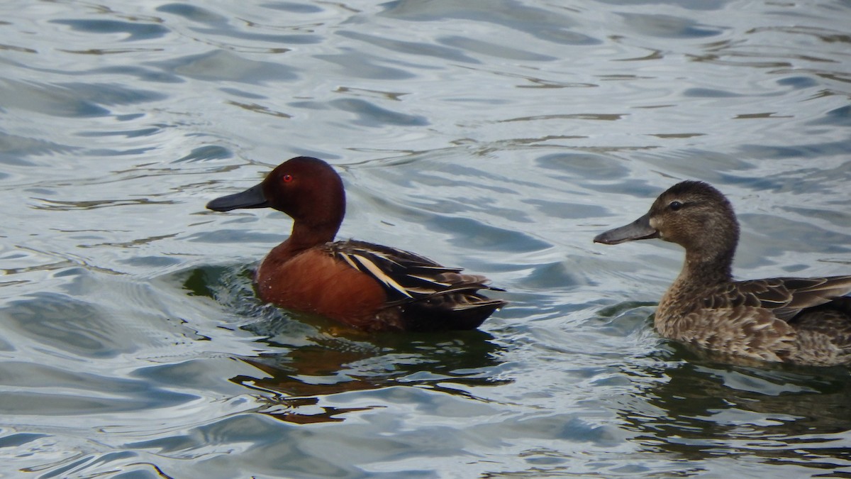 Cinnamon Teal - ML356777761