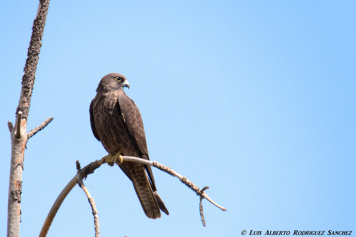 Eleonora's Falcon - ML356778171