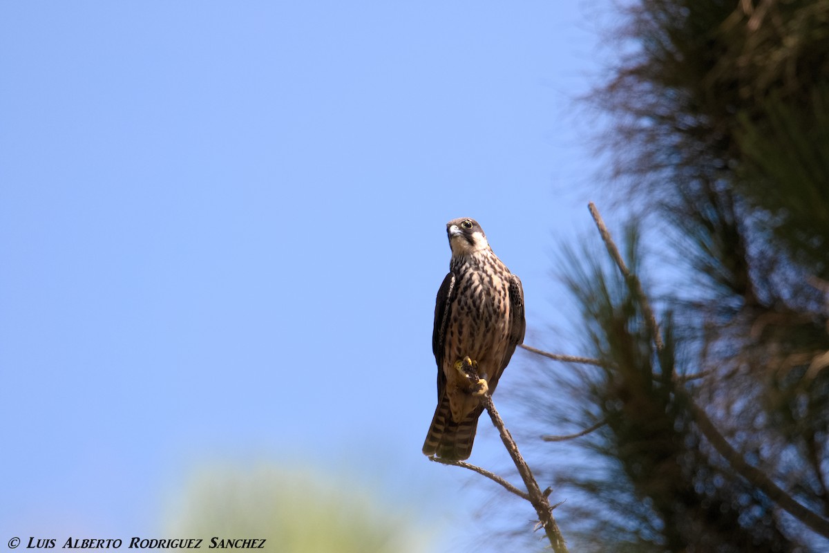 Eleonora's Falcon - ML356778211