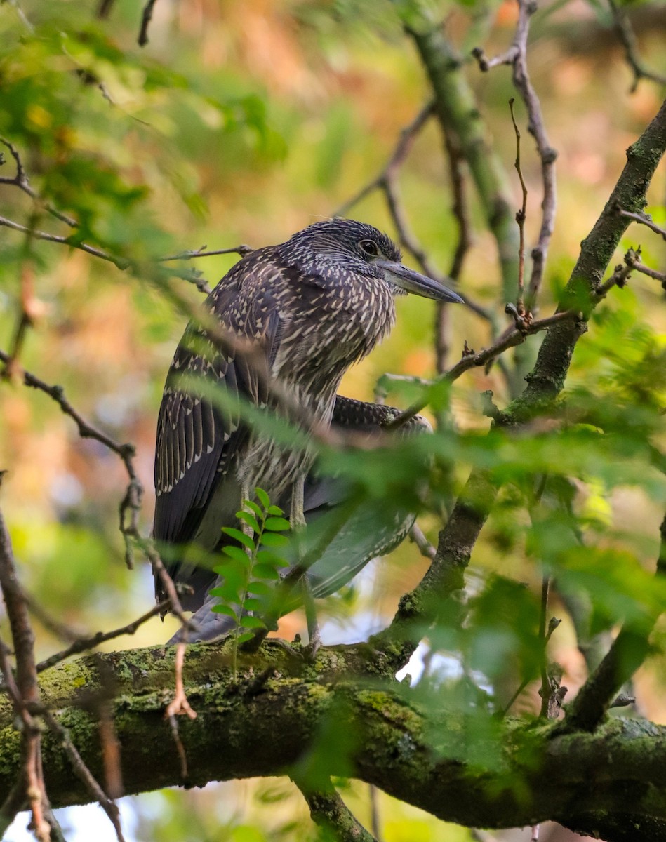 Yellow-crowned Night Heron - Lisa Bacon