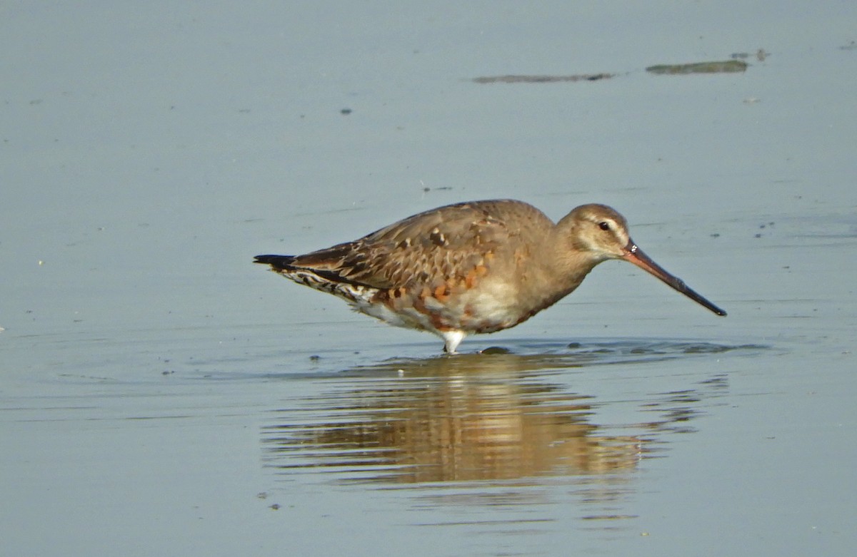 Hudsonian Godwit - Ray Wershler