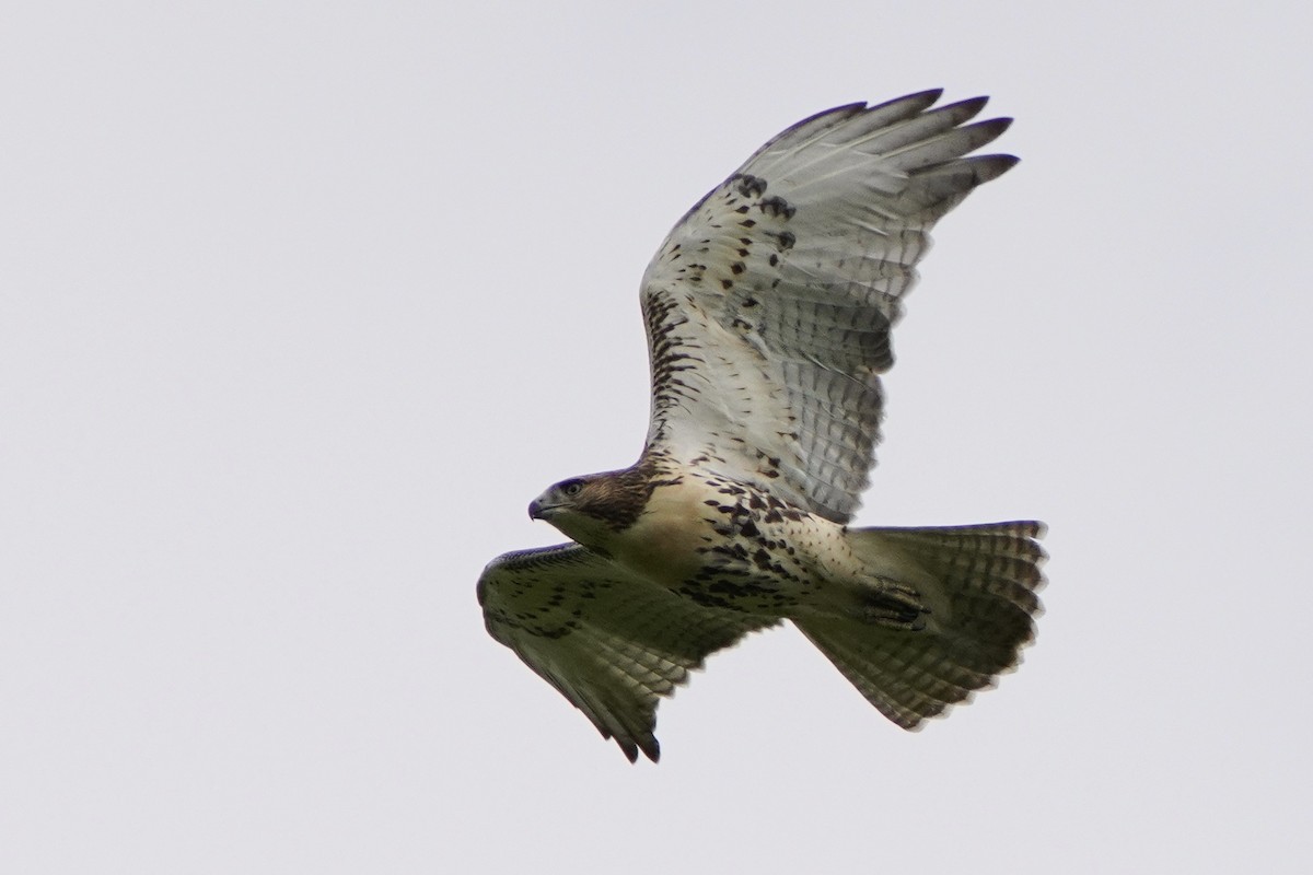 Red-tailed Hawk - ML356780351