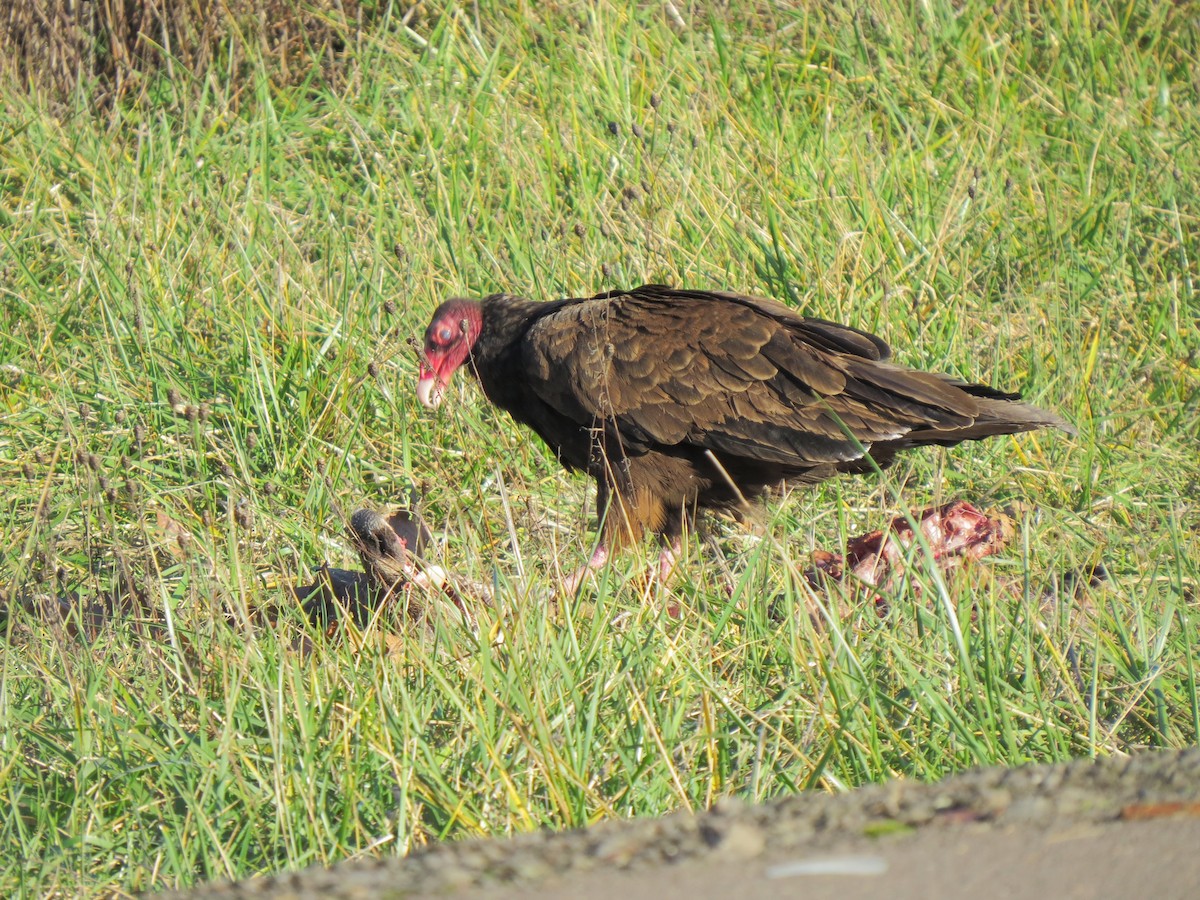 Turkey Vulture - Matthew Hunter