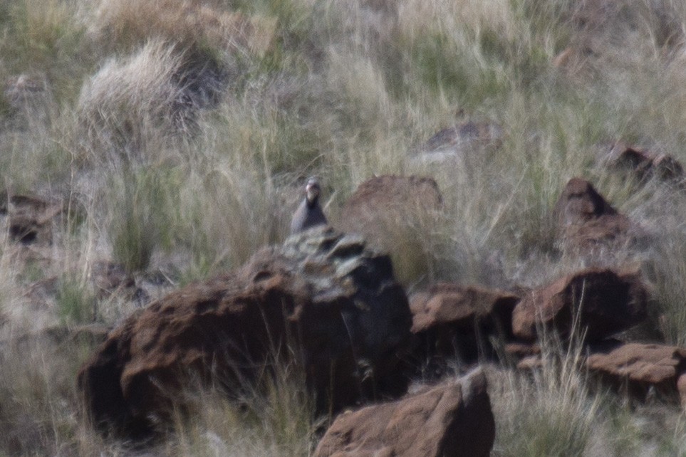 Chukar - ML356781451