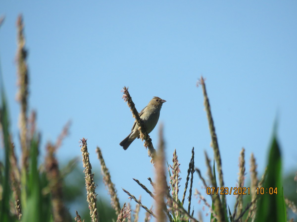 Indigo Bunting - ML356783011