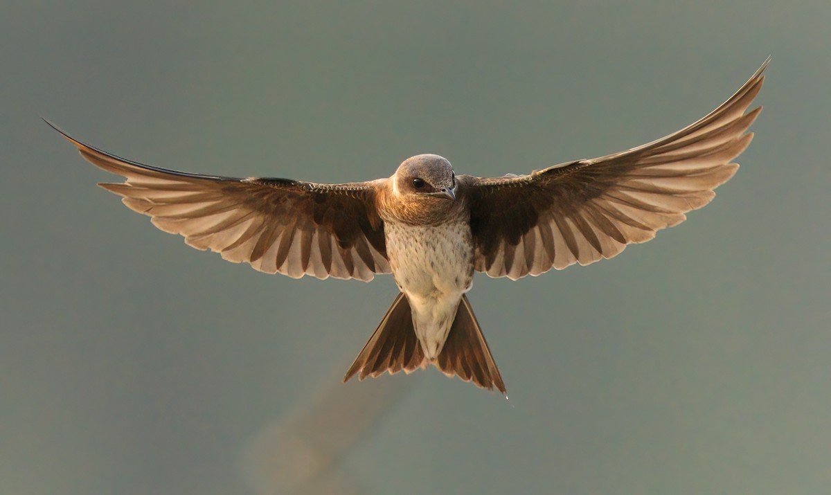 Purple Martin - ML356783241