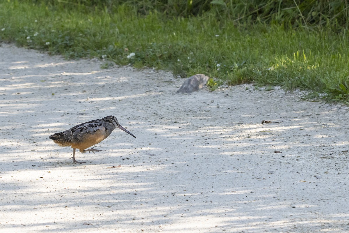 American Woodcock - ML356784301