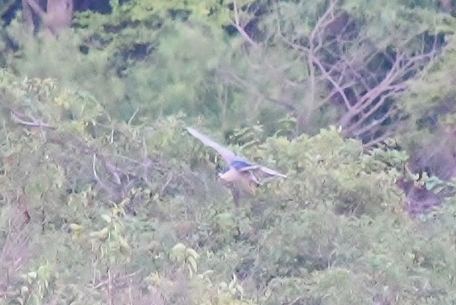 Black-crowned Night Heron - ML356784941