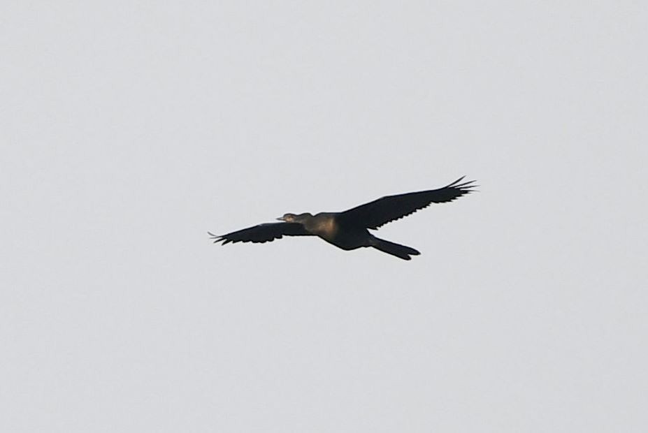 Anhinga - ML356785281