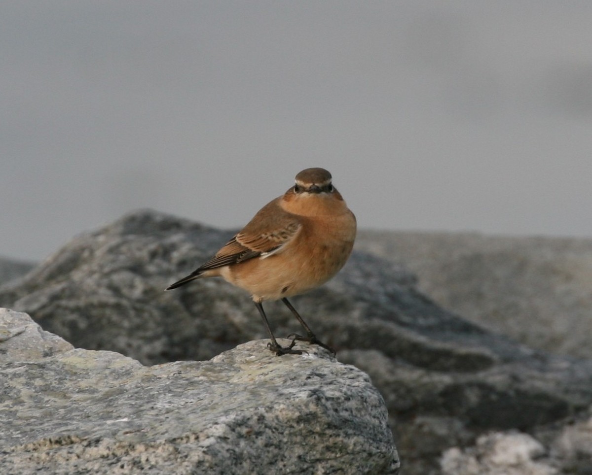 Northern Wheatear - ML35678561