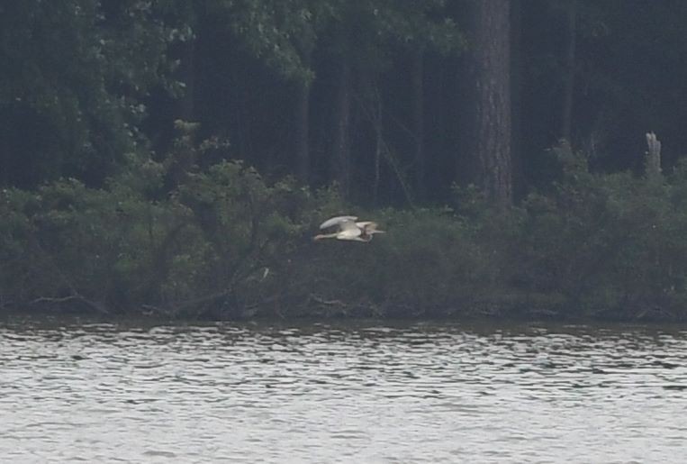 Tricolored Heron - ML356785721