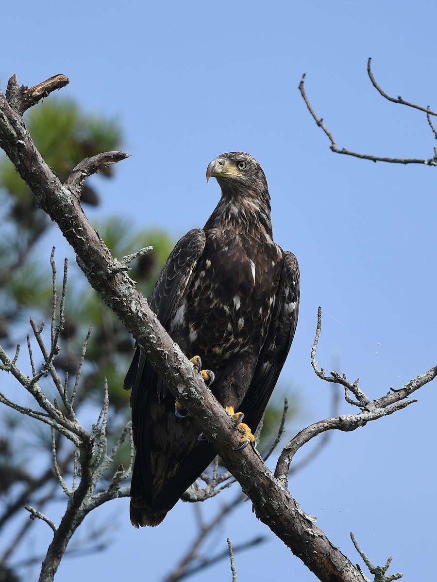 Bald Eagle - ML356785961