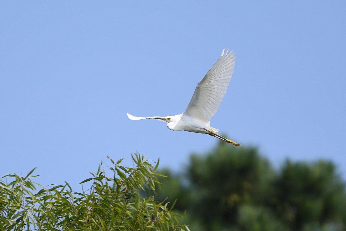 Snowy Egret - ML356786051