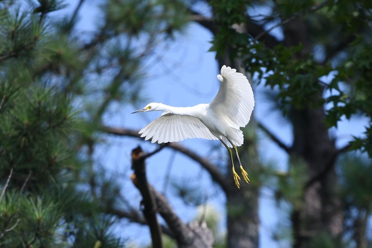 Snowy Egret - ML356786061