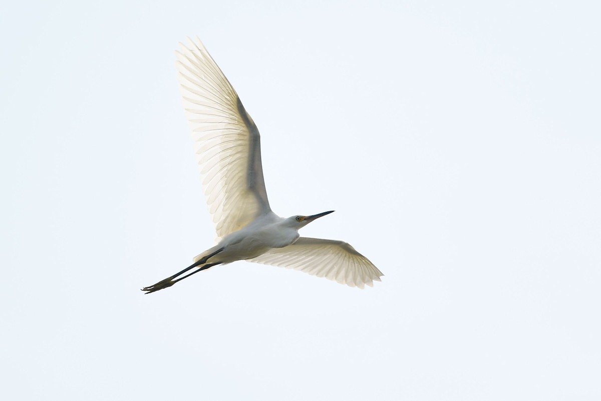 Snowy Egret - Matt Spangler
