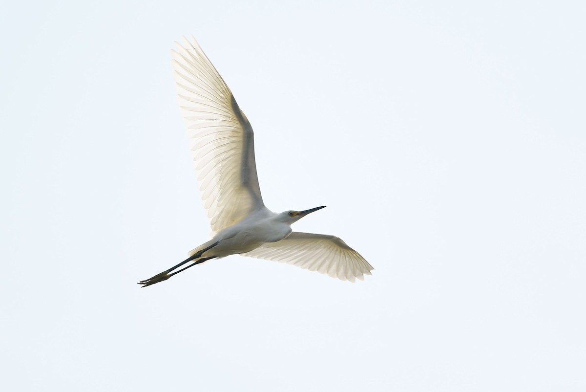 Snowy Egret - ML356786071