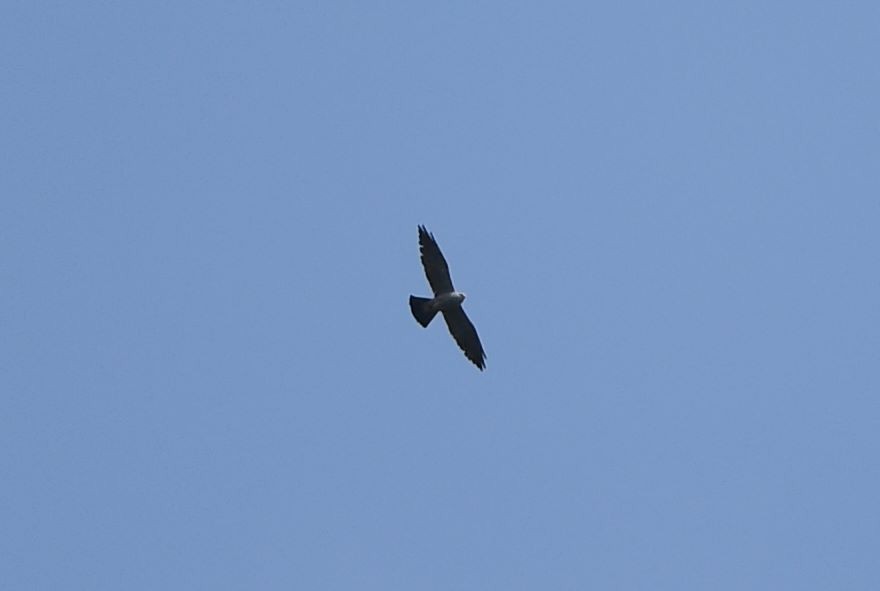 Mississippi Kite - ML356786101