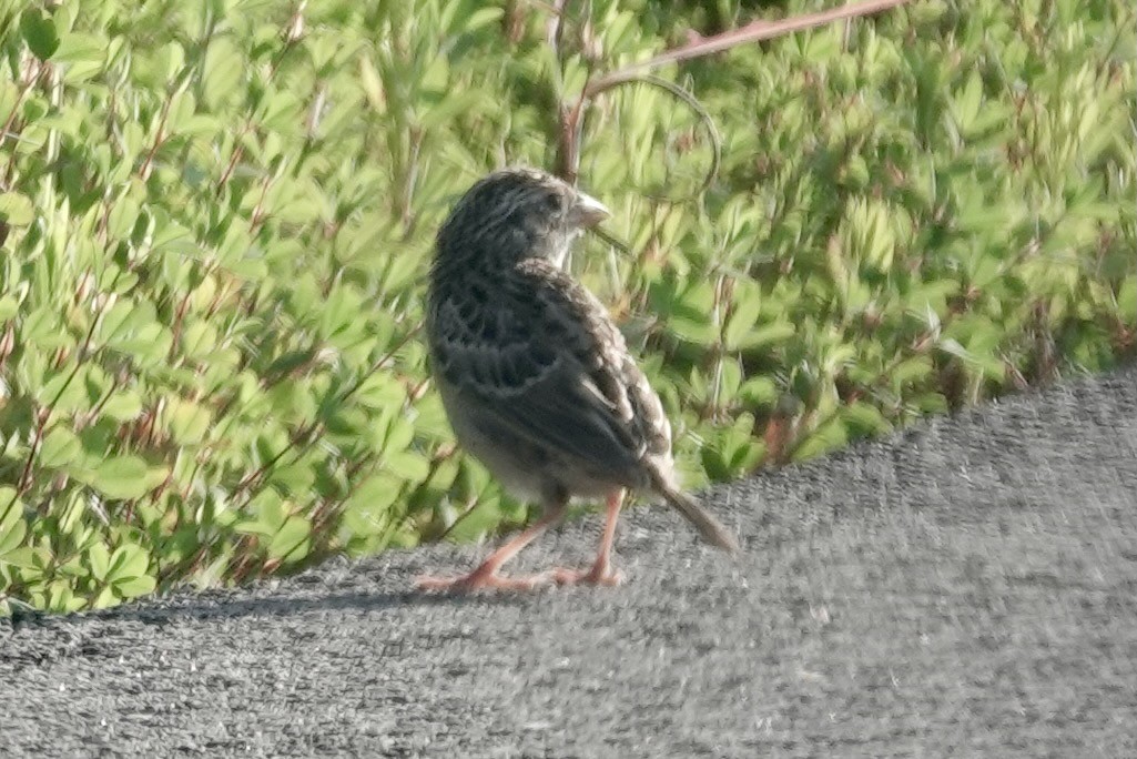 Chingolo Saltamontes - ML356786191