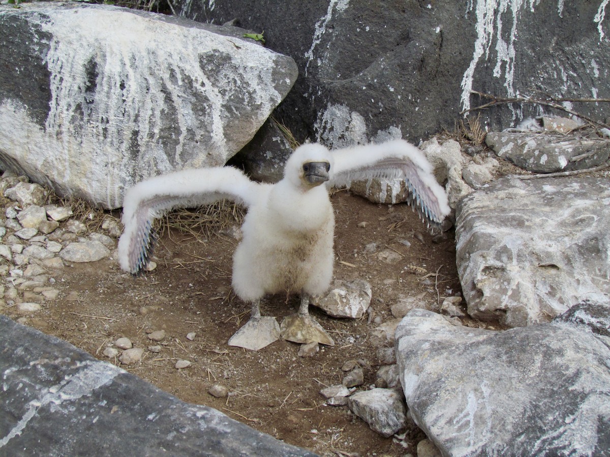 Nazca Booby - ML356786321