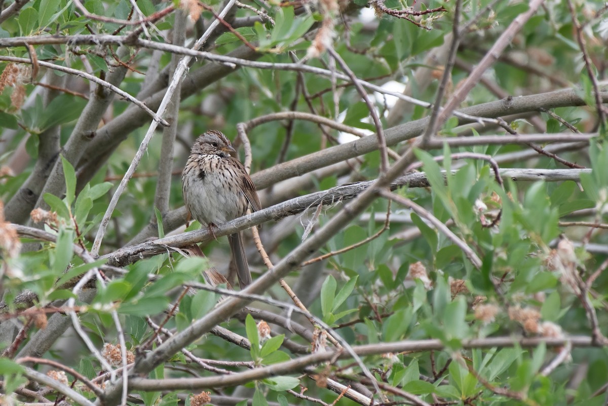 Lincoln's Sparrow - ML356786331