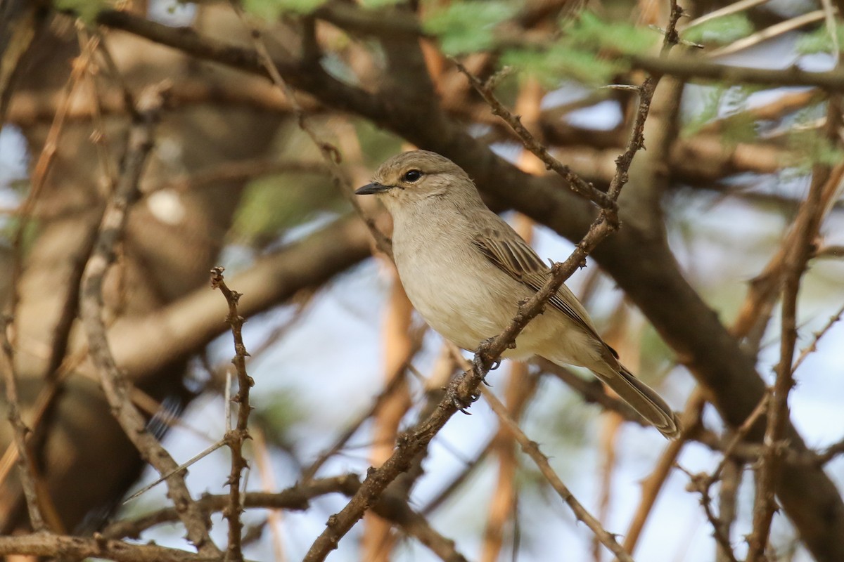 African Gray Flycatcher - Fikret Ataşalan