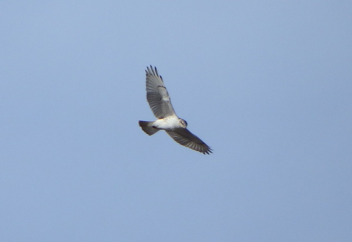 Ferruginous Hawk - ML356790851