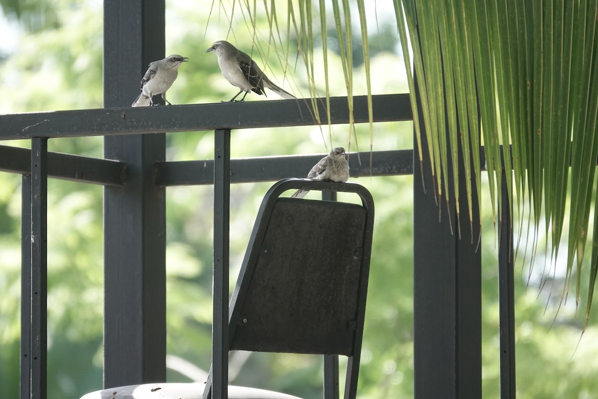 Tropical Mockingbird - charles vellios