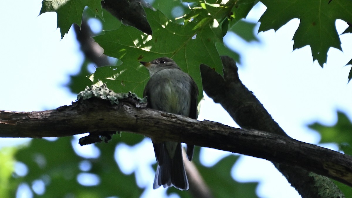 Eastern Wood-Pewee - ML356793521