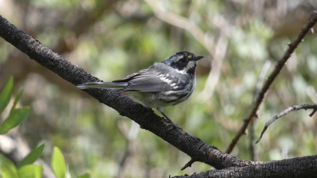 Black-throated Gray Warbler - ML356793551