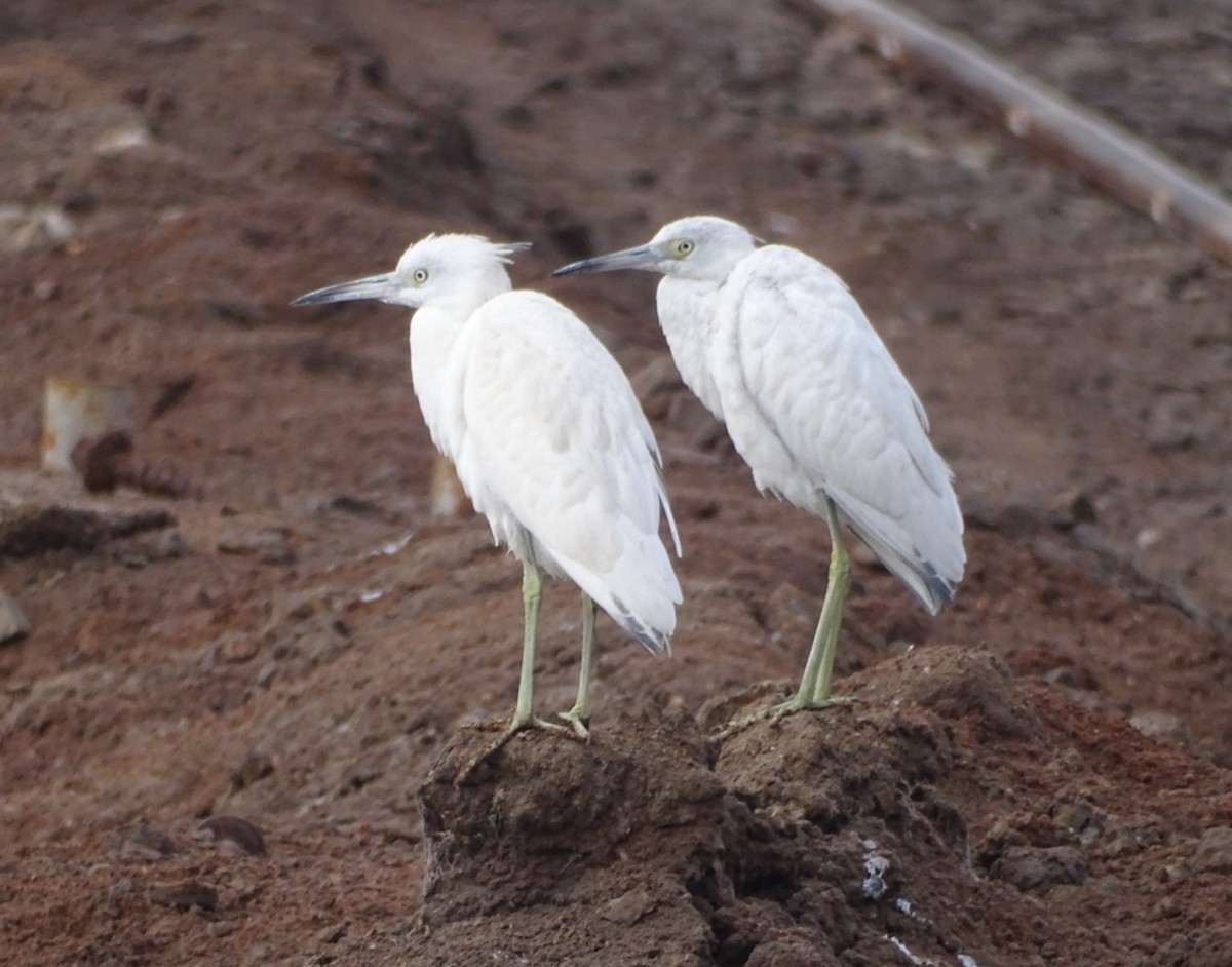 Little Blue Heron - Charly Moreno Taucare