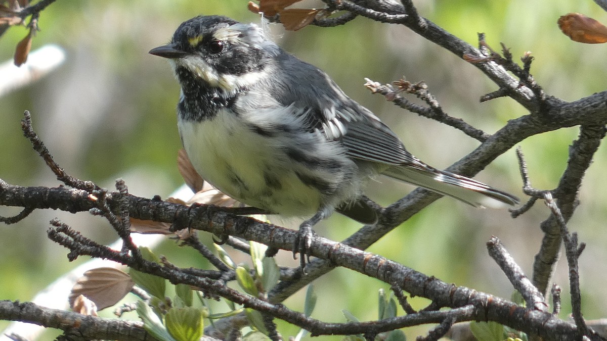 Black-throated Gray Warbler - ML356793621