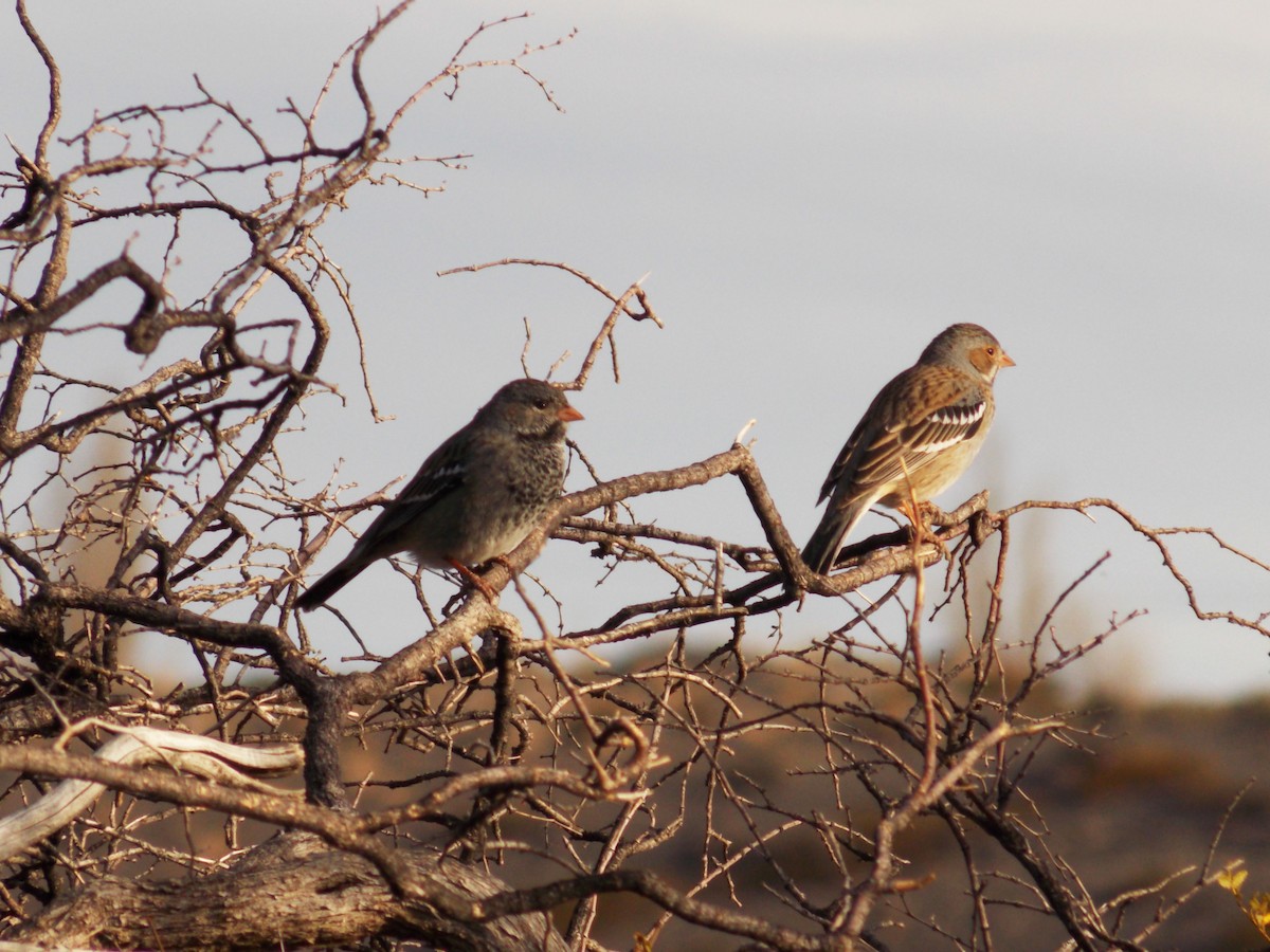 Mourning Sierra Finch - Carla Porro