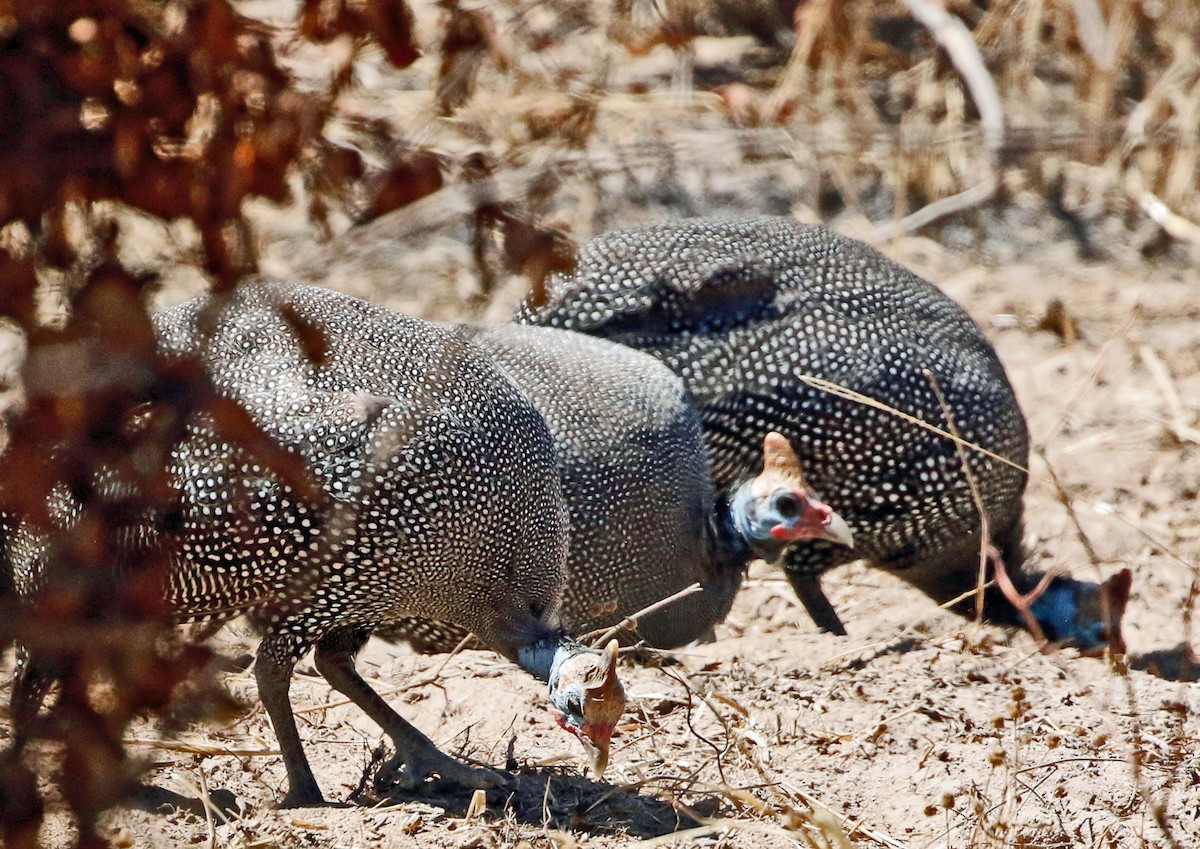 Helmeted Guineafowl (Reichenow's) - ML356796841