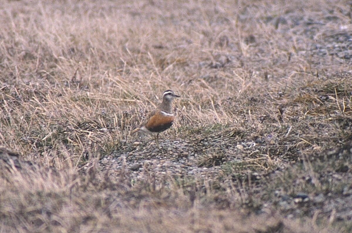 Eurasian Dotterel - ML35679721