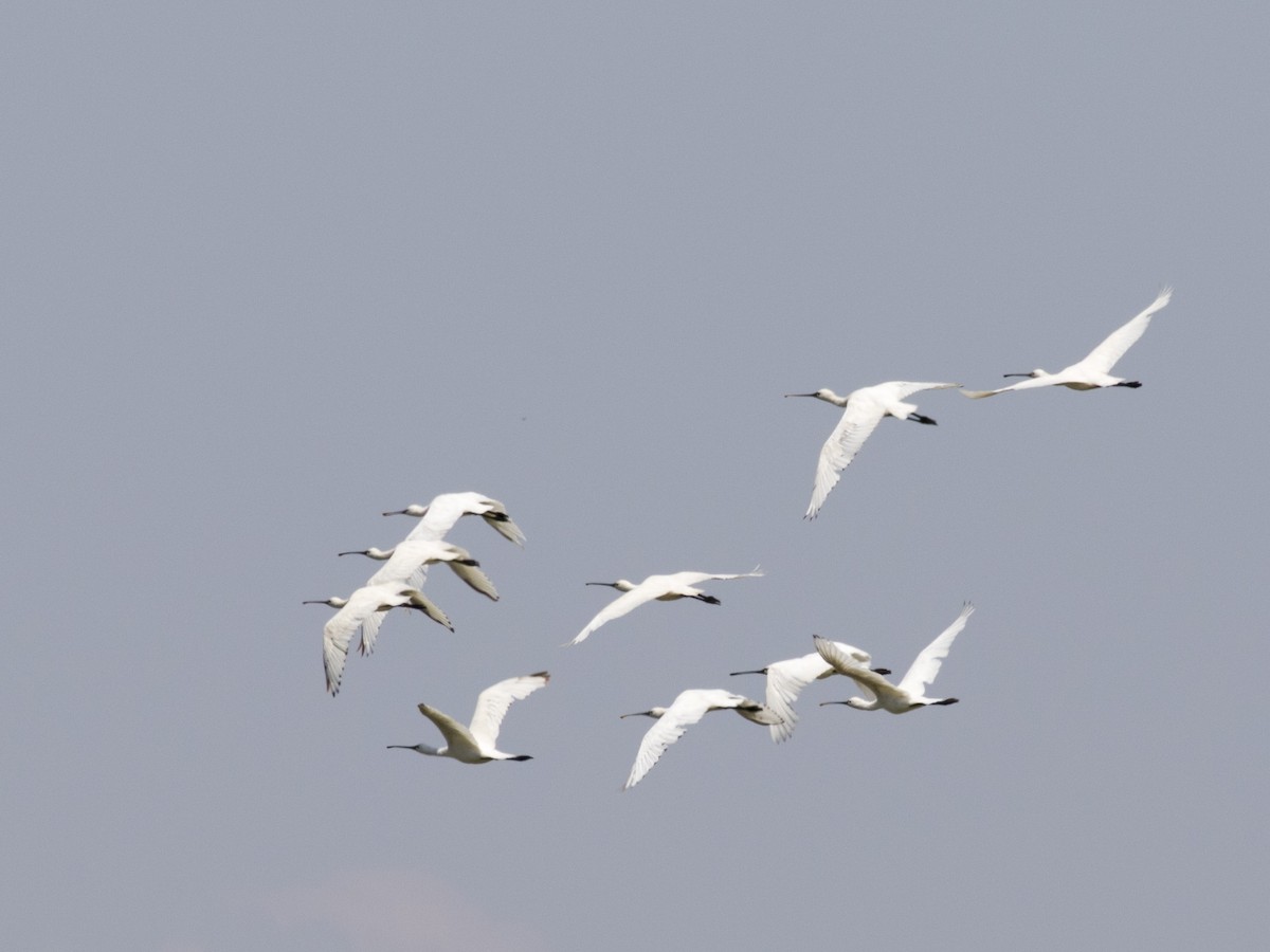 Eurasian Spoonbill - Ümit Sevim