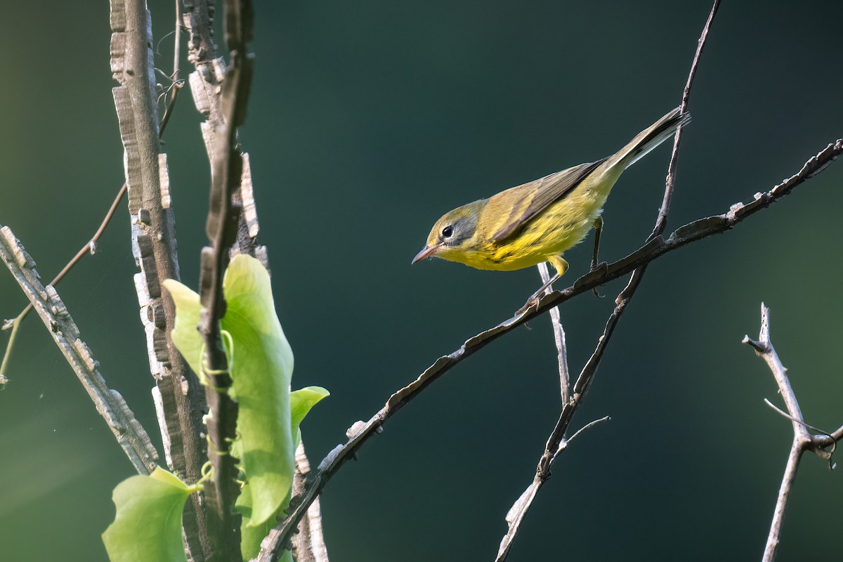 Prairie Warbler - ML356799411